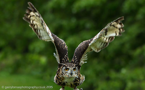 European Eagle Owl Bubo bubo,Eurasian eagle-owl,Geotagged,Summer,United Kingdom