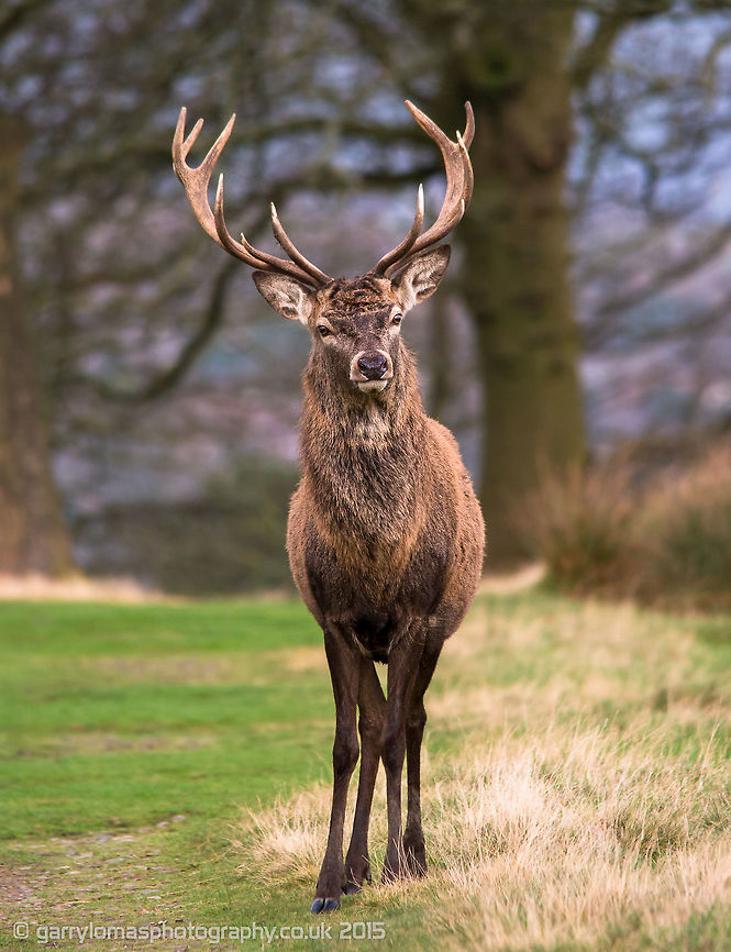 Red deer stag  Cervus elaphus,Red deer