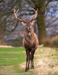 Red deer stag  Cervus elaphus,Red deer