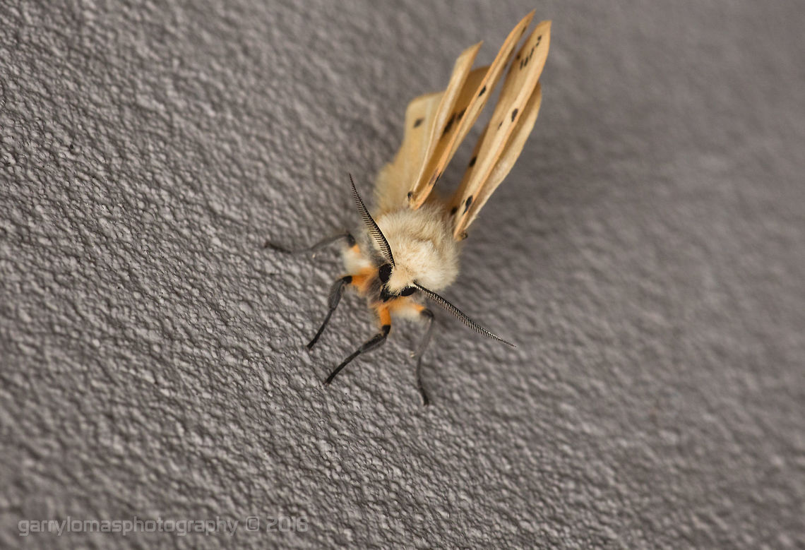 Buff Ermine Moth Buff Ermine Moth Buff ermine,Geotagged,Spilarctia luteum,Spring,United Kingdom