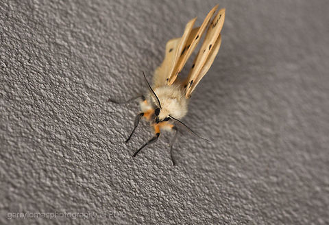 Buff Ermine Moth Buff Ermine Moth Buff ermine,Geotagged,Spilarctia luteum,Spring,United Kingdom