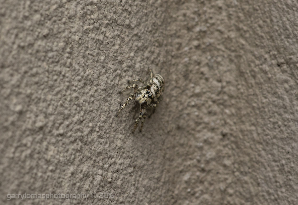 Zebra Spider Cute little jumper :) Salticus scenicus,Zebra spider