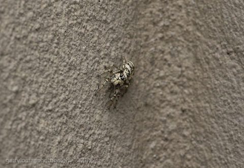 Zebra Spider Cute little jumper :) Salticus scenicus,Zebra spider