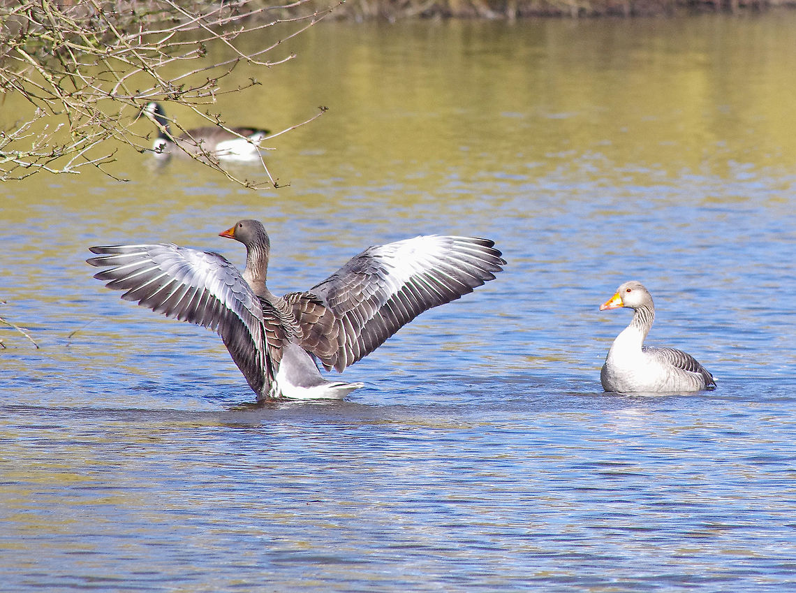 Greylag Geese on Mill Lakes, Bestwood, Nottinghamshire, United Kingdom Large wildfowl found on wetlands and waterways in the UK Anser anser,Geotagged,Goose,Greylag,Greylag Goose,Spring,United Kingdom,wildfowl