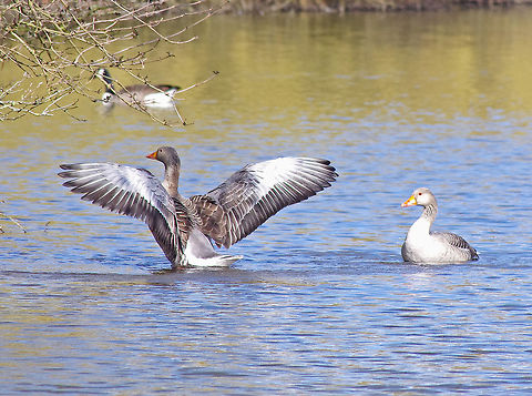 Greylag Geese on Mill Lakes, Bestwood, Nottinghamshire, United Kingdom Large wildfowl found on wetlands and waterways in the UK Anser anser,Geotagged,Goose,Greylag,Greylag Goose,Spring,United Kingdom,wildfowl