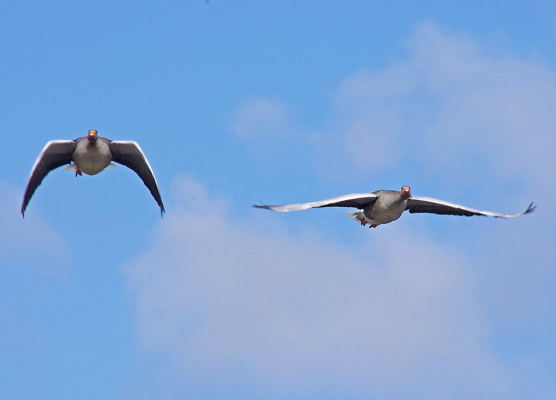 Greylag Geese in flight Greylag Geese leaving Mill Lakes Anser anser,Geotagged,Goose,Greylag,Greylag Goose,Spring,United Kingdom,wildfowl
