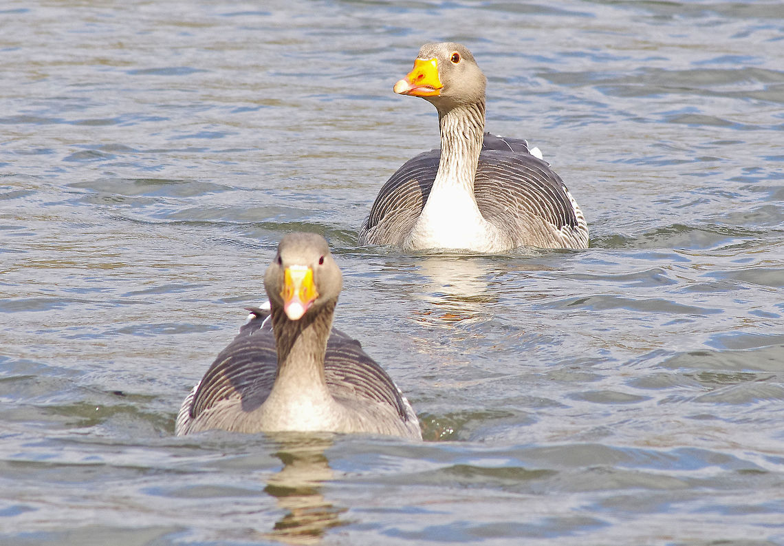 Greylag Geese swimming  Anser anser,Geotagged,Goose,Greylag,Greylag Goose,Spring,United Kingdom,wildfowl