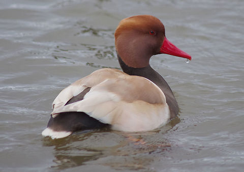 Red Crested Pochard on Mill Lakes  Geotagged,Netta rufina,Pochard,Red-crested,Red-crested pochard,United Kingdom,Winter,wildfowl