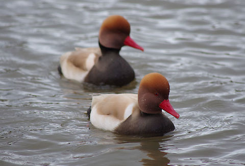 Male red-crested pochards  Geotagged,Netta rufina,Pochard,Red-crested,Red-crested pochard,United Kingdom,Winter,wildfowl
