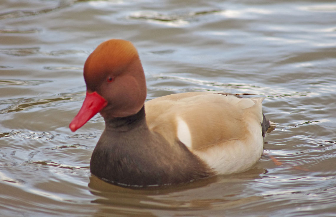 Red Crested Pochard on Mill Lakes  Netta rufina,Pochard,Red-crested pochard,red-crested,wildfowl