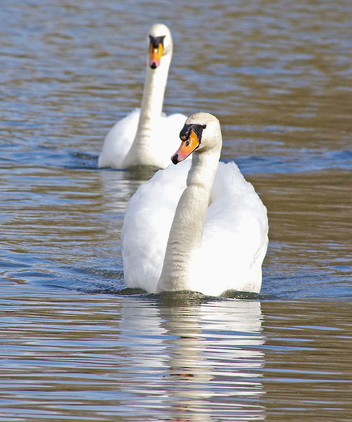 Swans in love I  Cygnus olor,Mute Swan,wildfowl