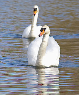 Swans in love I  Cygnus olor,Mute Swan,wildfowl