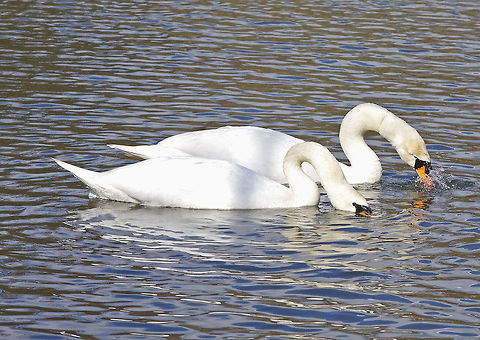 Swans in love II  Cygnus olor,Mute Swan,Mute swan