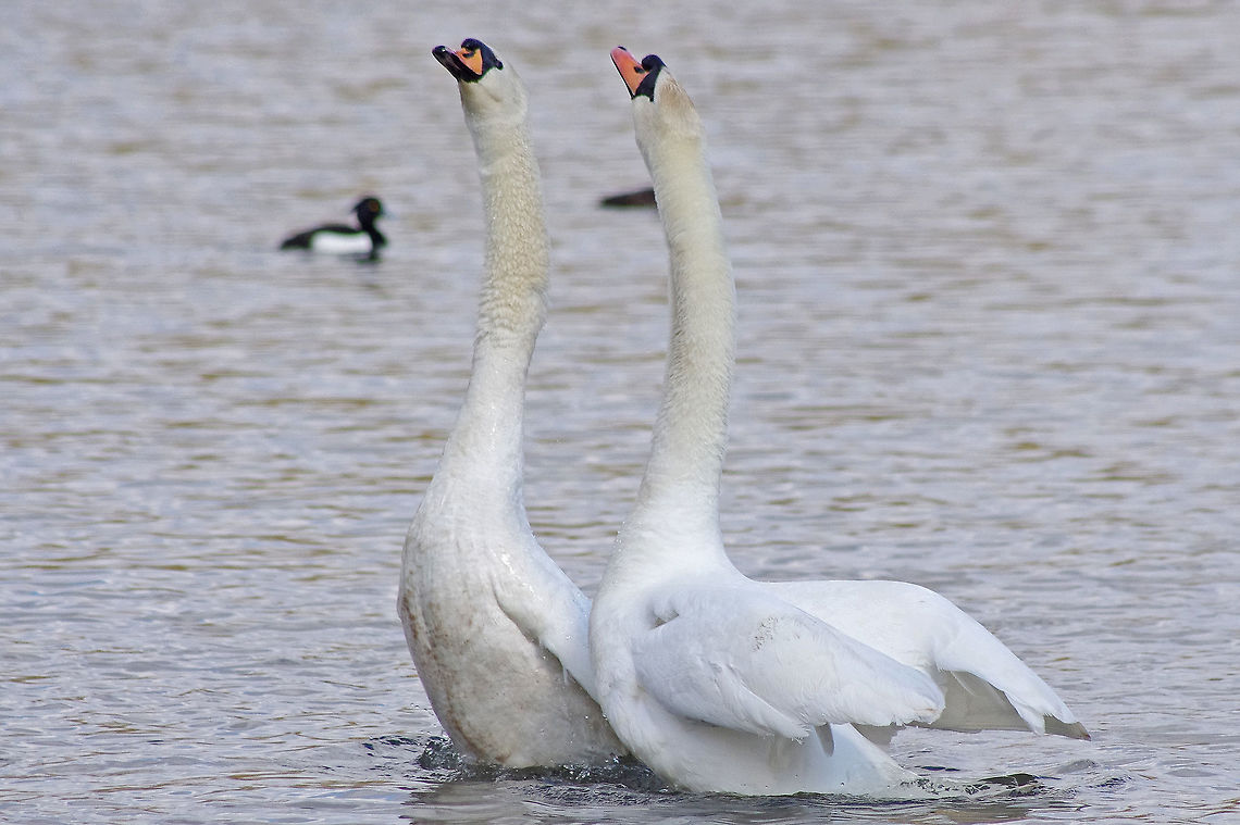 Swans in love III  Cygnus olor,Mute Swan,Mute swan