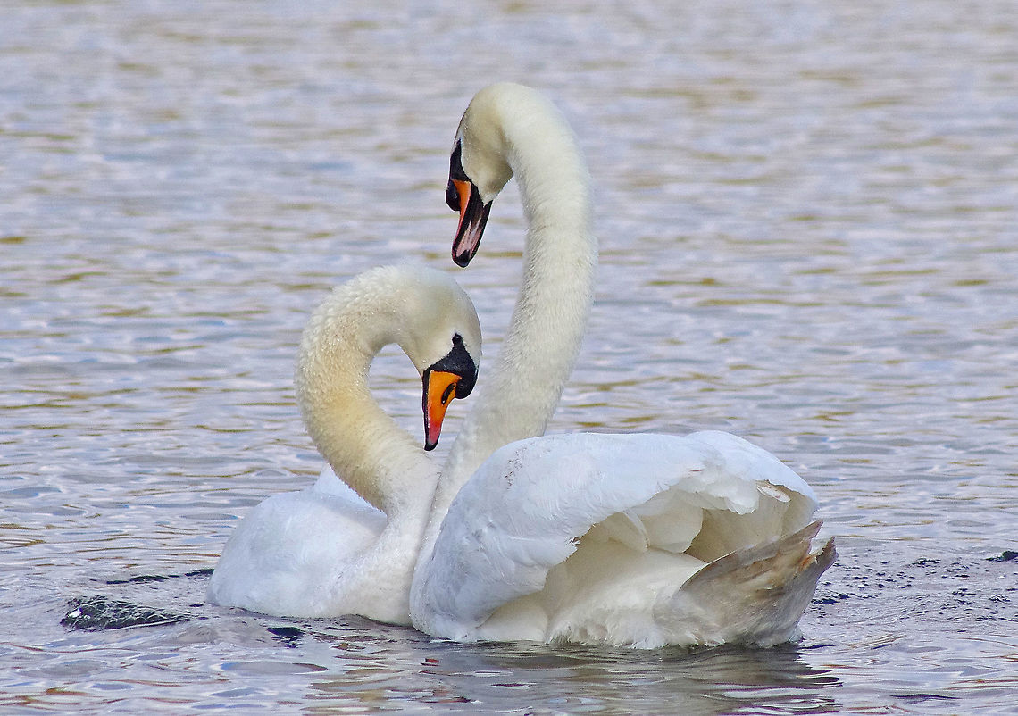 Swans in love IV  Cygnus olor,Geotagged,Mute Swan,Mute swan,Spring,United Kingdom