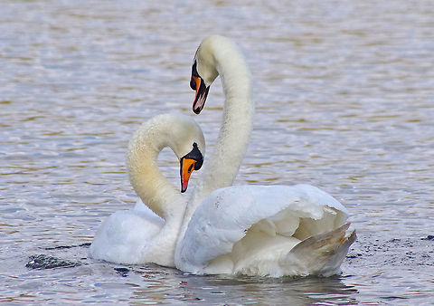 Swans in love IV  Cygnus olor,Geotagged,Mute Swan,Mute swan,Spring,United Kingdom