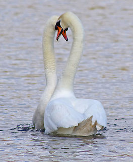 Swans in love V  Cygnus olor,Mute Swan,Mute swan