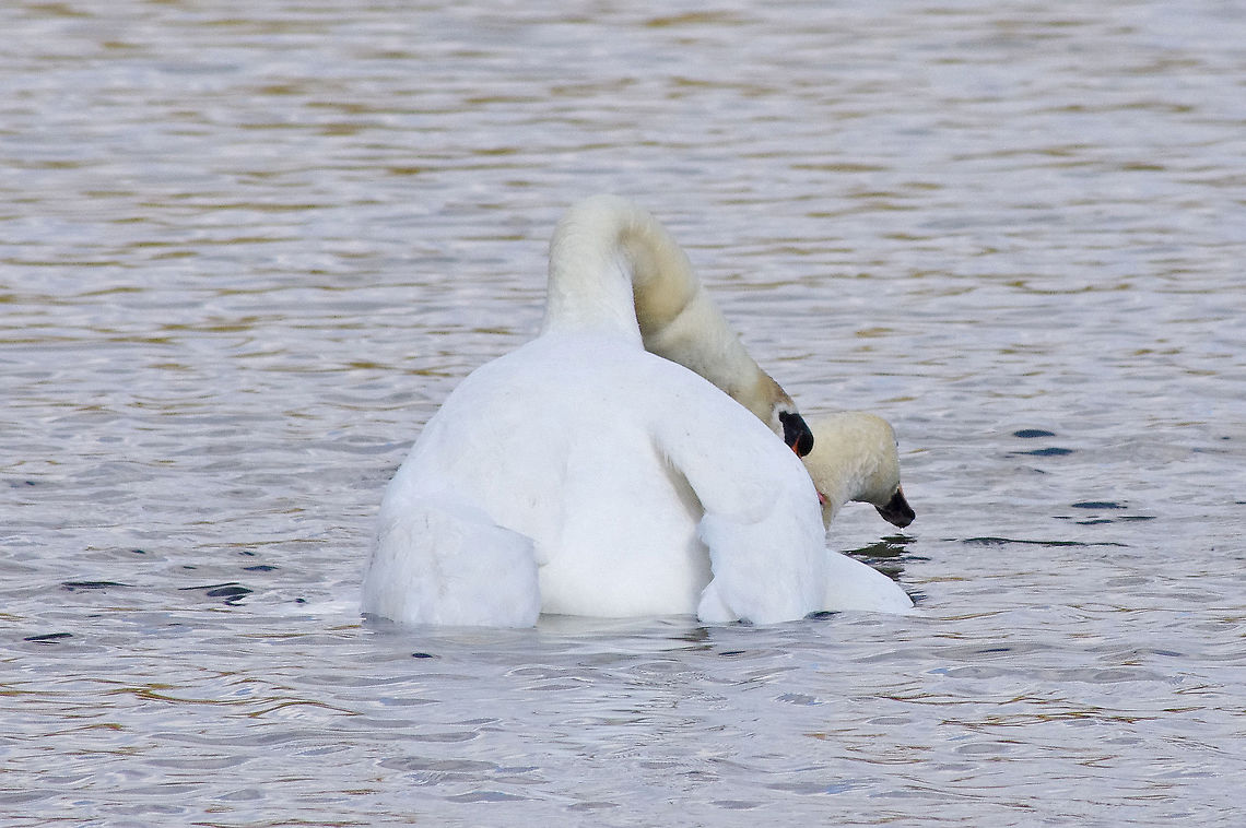 Swans in love VI  Cygnus olor,Geotagged,Mute Swan,Mute swan,Spring,United Kingdom,wildfowl