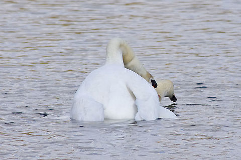 Swans in love VI  Cygnus olor,Geotagged,Mute Swan,Mute swan,Spring,United Kingdom,wildfowl