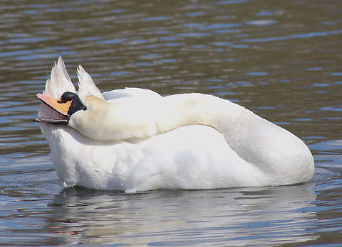 Mute Swan Double  Cygnus olor,Mute Swan,Mute swan