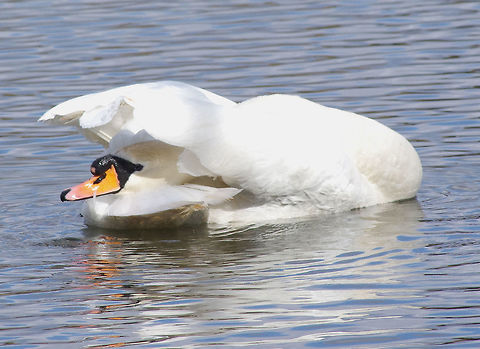 Swan post-coitum  Cygnus olor,Mute Swan,Mute swan