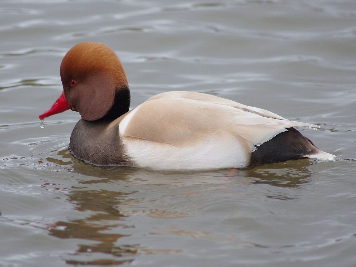 Male red-crested Pochard  Netta rufina,Red-crested pochard,red-crested pochard