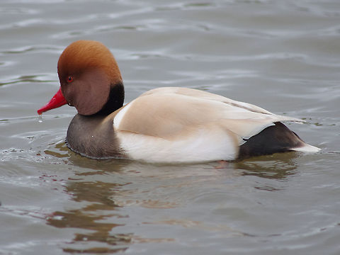 Male red-crested Pochard  Netta rufina,Red-crested pochard,red-crested pochard