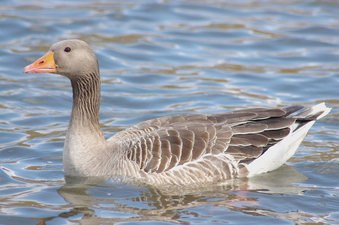 Greylag Goose  Anser anser,Greylag Goose,wildfowl