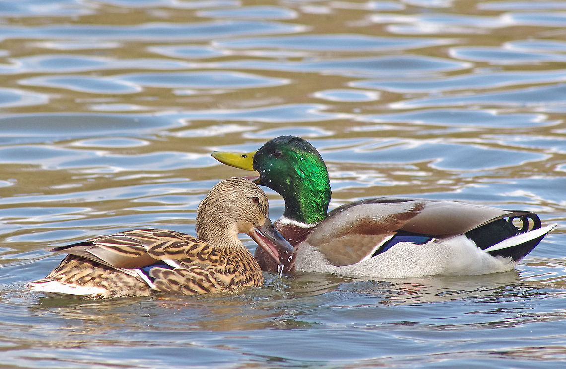 Mallards  Anas platyrhynchos,Geotagged,Mallard,Mallards,Spring,United Kingdom,wildfowl