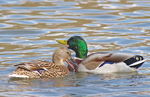 Mallards  Anas platyrhynchos,Geotagged,Mallard,Mallards,Spring,United Kingdom,wildfowl