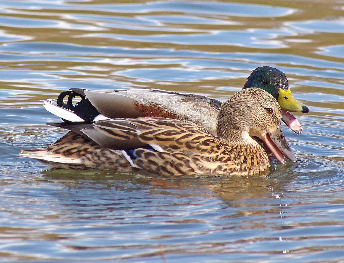 Mallard Partners  Anas platyrhynchos,Geotagged,Mallard,Mallards,Spring,United Kingdom,wildfowl