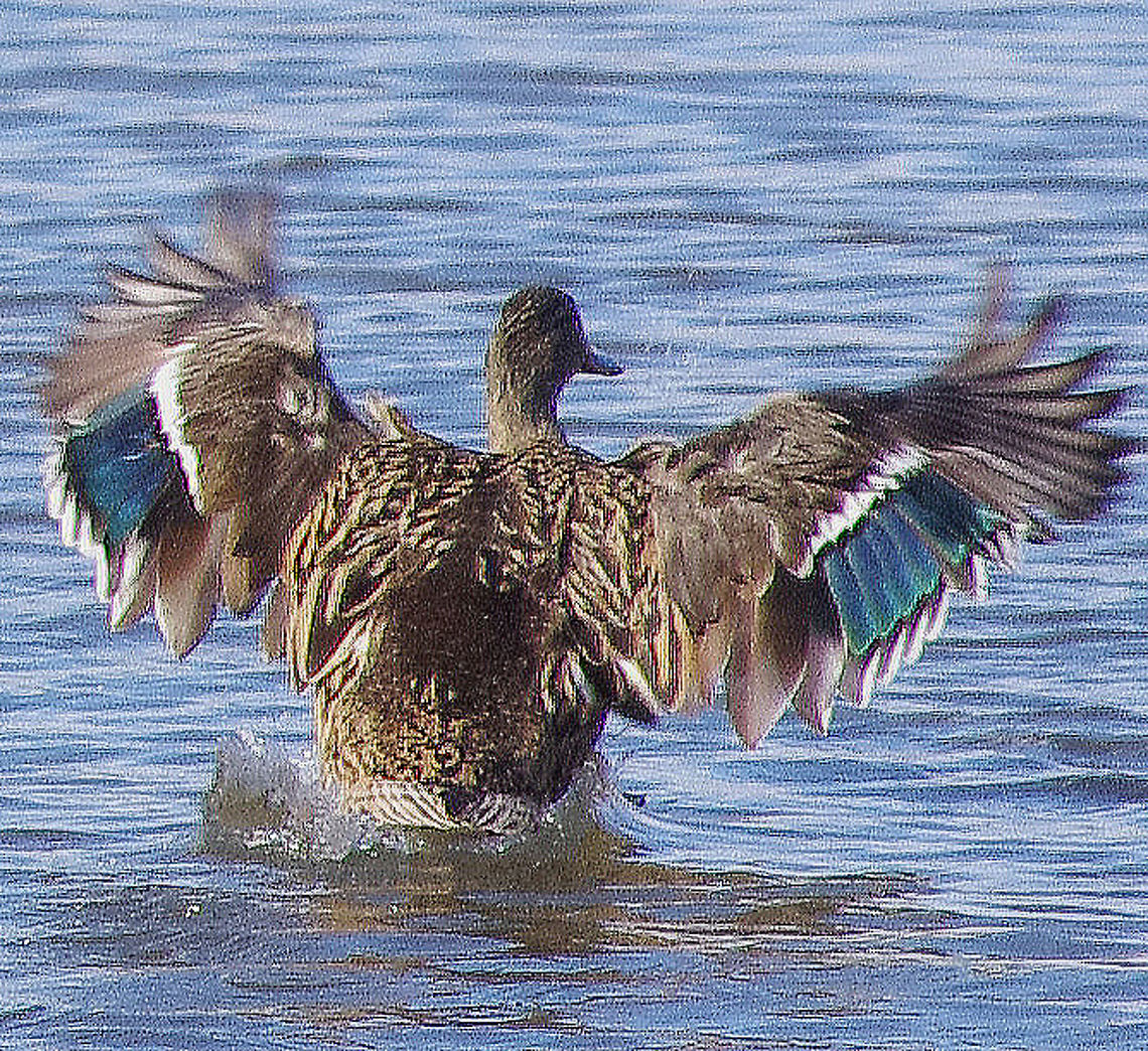 Female Mallard  Anas platyrhynchos,Geotagged,Mallard,United Kingdom,Winter,female,wildfowl