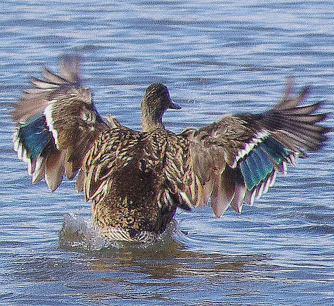 Female Mallard  Anas platyrhynchos,Geotagged,Mallard,United Kingdom,Winter,female,wildfowl