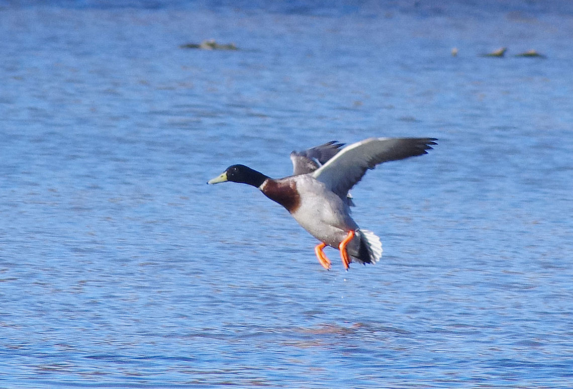 Male Mallard  Anas platyrhynchos,Geotagged,Mallard,United Kingdom,Winter,male,wildfowl