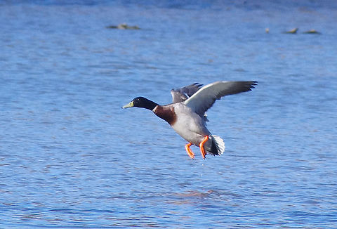 Male Mallard  Anas platyrhynchos,Geotagged,Mallard,United Kingdom,Winter,male,wildfowl