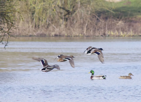Flying Ducks  Anas platyrhynchos,Mallard,Mallards. wildfowl,flight