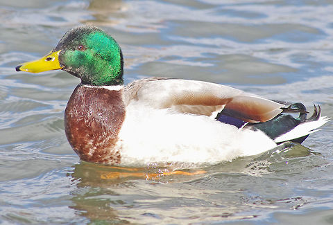Mallard Profile  Anas platyrhynchos,Geotagged,Mallard,Spring,United Kingdom,wildfowl