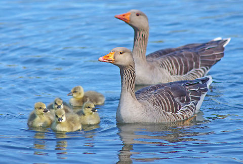 Greylag Goose family Family living on Mill Lakes - showing Spring-time Goslings Anser anser,Geotagged,Goslings,Greylag Goose,Spring,United Kingdom