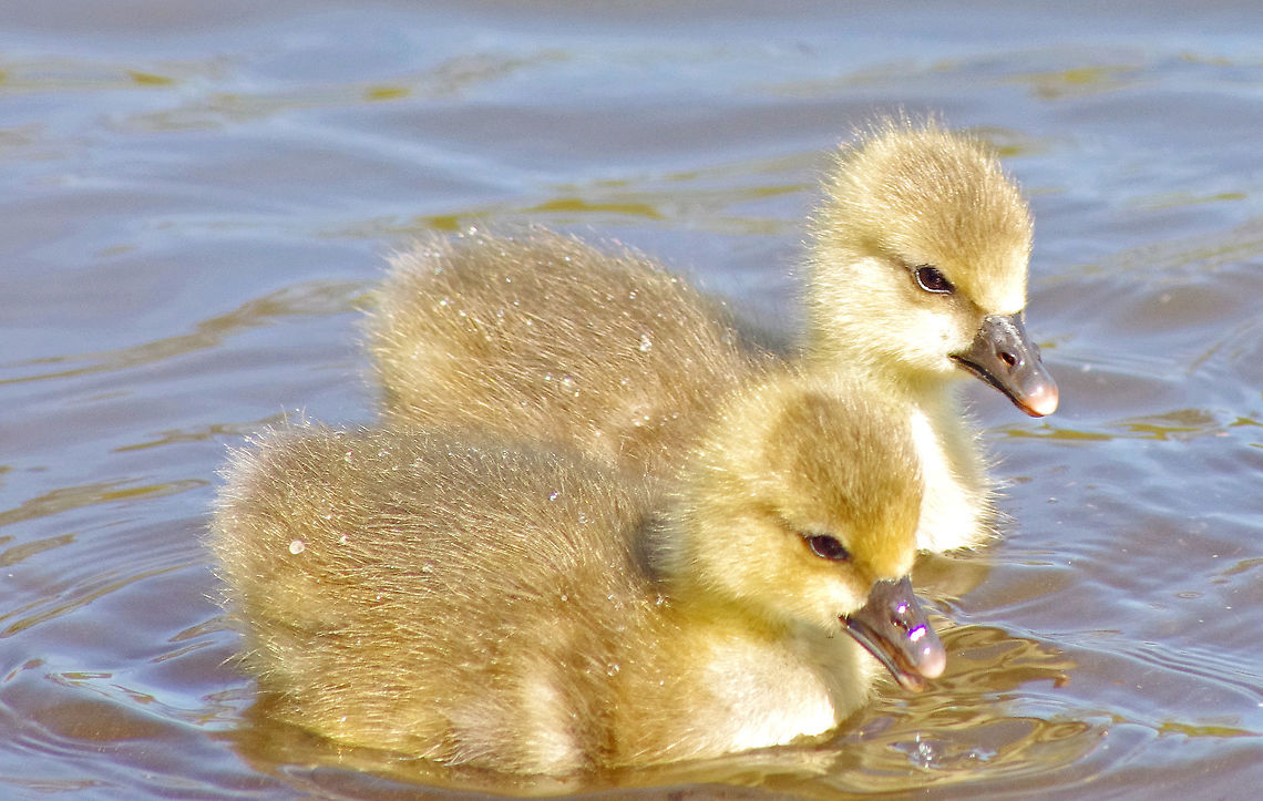 Greylag Goslings Cutest Goslings on Mill Lakes Anser anser,Geotagged,Greylag Goose,Spring,United Kingdom,goslings. spring