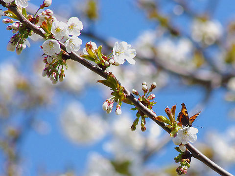 Small Tortoiseshell on flowering cherry First showing of tortoiseshell Butterfly Aglais urticae,Geotagged,Small Tortoiseshell,Small tortoiseshell,Spring,United Kingdom,flowering cherry,spring
