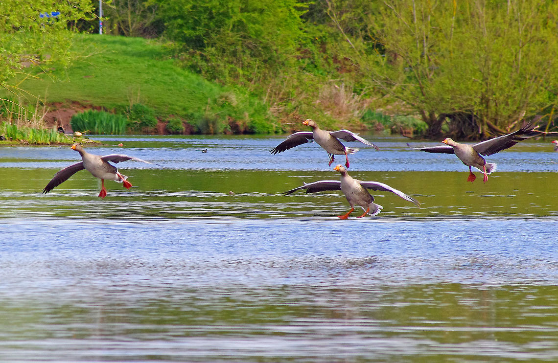 Greylag Geese arriving Geese arriving on Mill Lakes Geotagged,Greylag Geese,Spring,United Kingdom,flight,spring