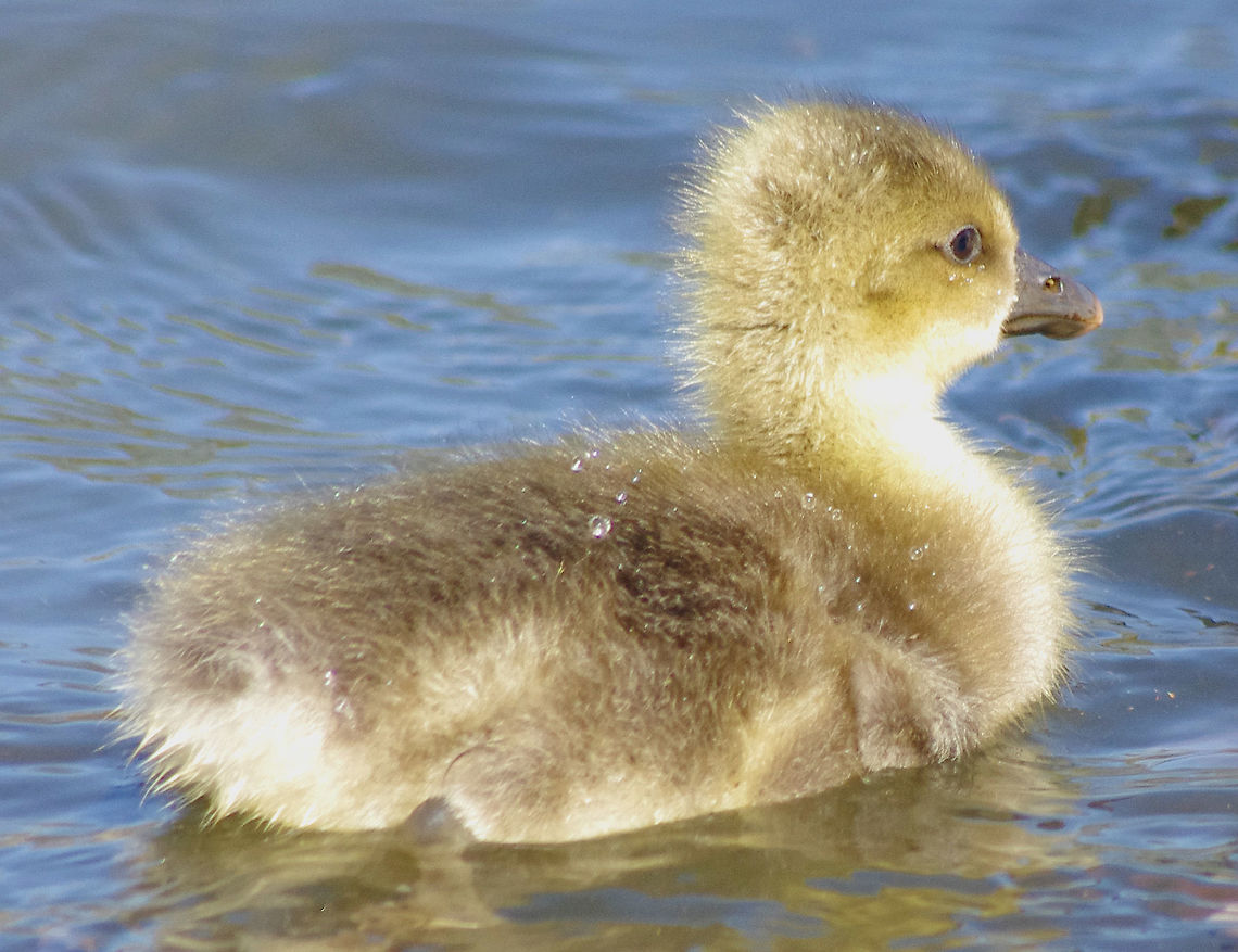 Greylag Gosling At home on Mill Lakes Anser anser,Geotagged,Greylag Goose. gosling,Greylag goose,Spring,United Kingdom,spring