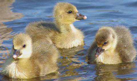 Three Greylag goslings Goslings at home on Mill Lakes Anser anser,Geotagged,Greylag Goose,Greylag goose,Spring,United Kingdom,goslings