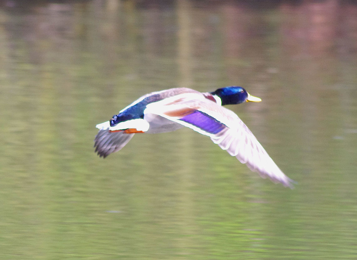 Mallard in flight Male Mallard in transit Anas platyrhynchos,Geotagged,Mallard,Mallard. flight.,Spring,United Kingdom