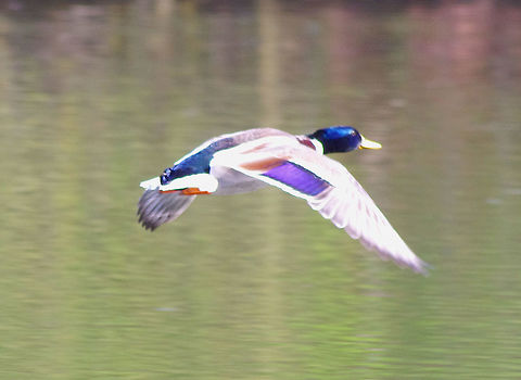 Mallard in flight Male Mallard in transit Anas platyrhynchos,Geotagged,Mallard,Mallard. flight.,Spring,United Kingdom