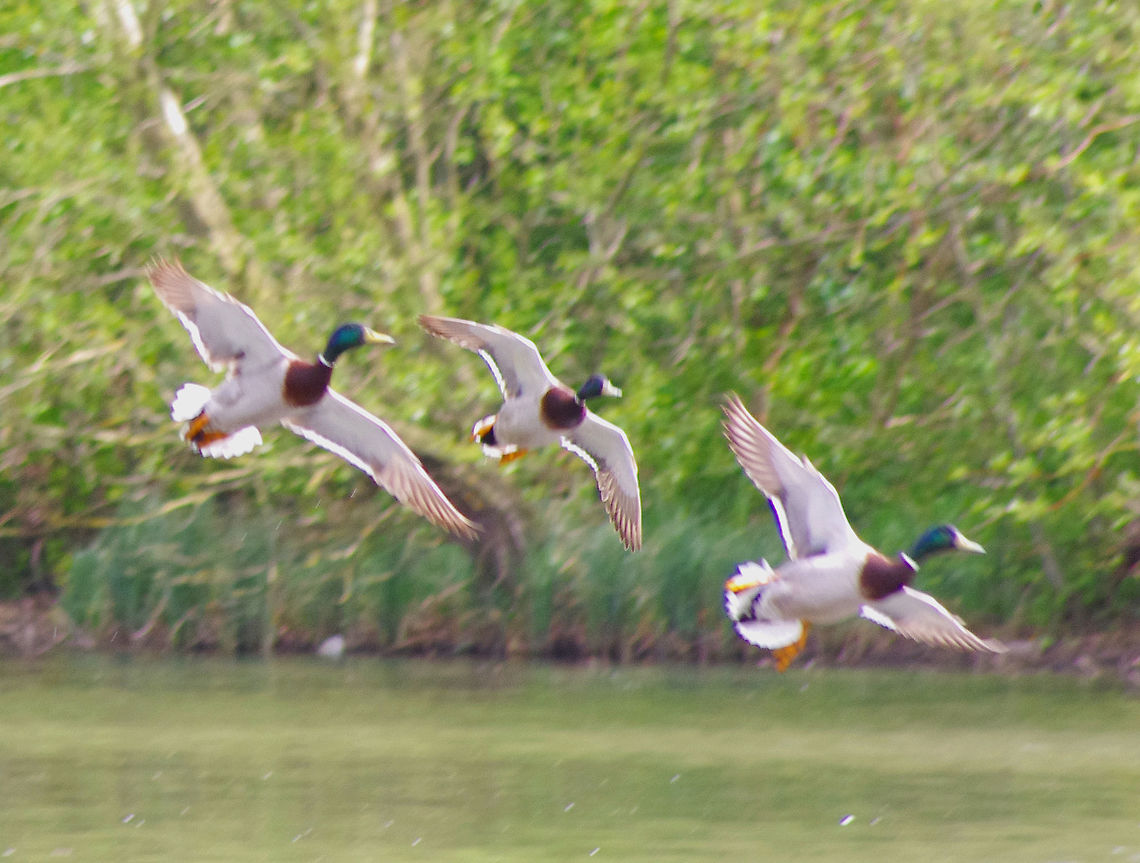 Male Mallards in flight Mallards leaving Mill Lakes Anas platyrhynchos,Geotagged,Mallard,Spring,United Kingdom,flight
