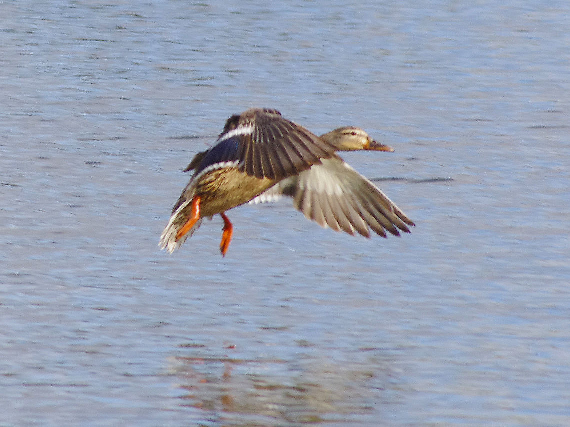 Female Mallard in flight Mallard taking off Anas platyrhynchos,Geotagged,Mallard,Spring,United Kingdom,flight