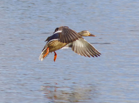 Female Mallard in flight Mallard taking off Anas platyrhynchos,Geotagged,Mallard,Spring,United Kingdom,flight