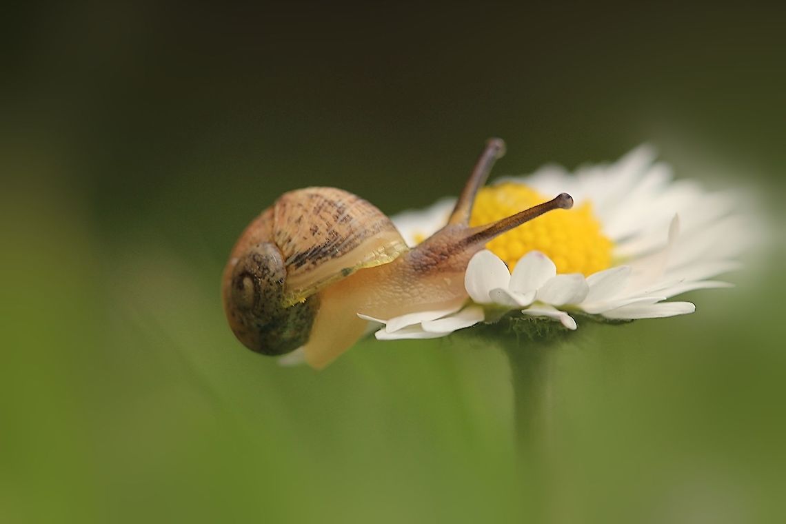 Balance Tiny garden snail soaking up the sun on a warm summers evening last year. Geotagged,Spring,United Kingdom,daisy,flower,nature,snails