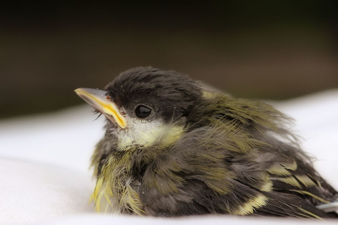 Recovered This tiny blue tit had a bit a an accident and fell into my water butt. All better after a nice warm.!!! Birds,Cyanistes caeruleus,Eurasian blue tit,Nature&wildlife